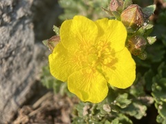 Potentilla brevifolia