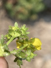 Potentilla brevifolia