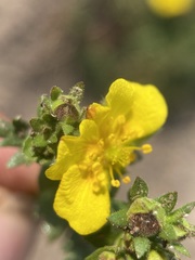 Potentilla brevifolia