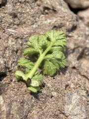 Potentilla brevifolia