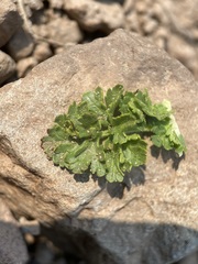 Potentilla brevifolia