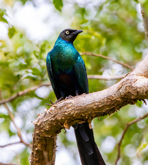 Lamprotornis caudatus