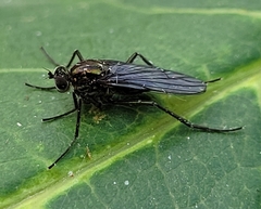 Hydrophorus