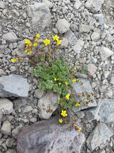 sparseleaf cinquefoil (Potentilla brevifolia)