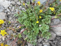Potentilla brevifolia