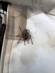 Cheiracanthium punctorium