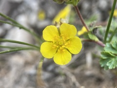 Potentilla brevifolia