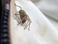 Cheiracanthium punctorium