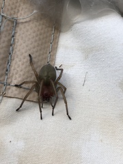 Cheiracanthium punctorium