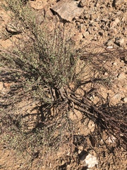 Portulacaria fruticulosa