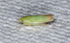 Memnonia flavida