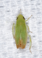 Memnonia flavida