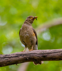 Turdus pelios