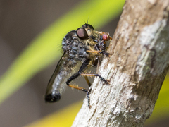 Asilidae
