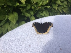 Nymphalis