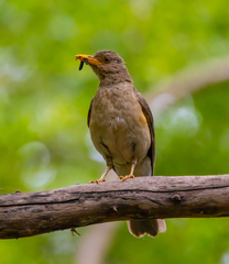 Turdus pelios