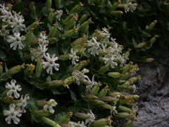 Silene cordifolia