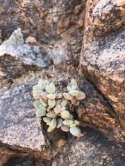 Crassula sericea sericea