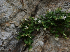 Silene cordifolia