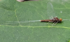 Baetis bicaudatus