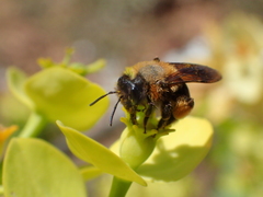 Andrena vachali