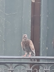 Columba livia domestica