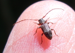 Exocentrus lusitanus