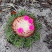 Melocactus violaceus - Photo (c) Flávio Mendes, some rights reserved (CC BY-NC), uploaded by Flávio Mendes