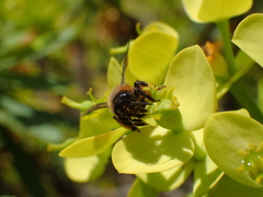 Andrena vachali