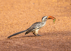 Tockus erythrorhynchus
