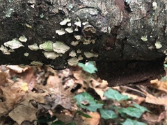 Trametes elegans