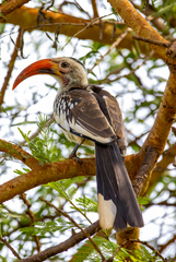 Tockus erythrorhynchus