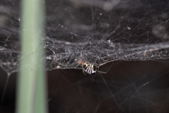 Frontinella huachuca