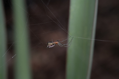 Frontinella huachuca