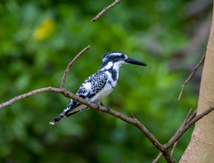 Ceryle rudis rudis