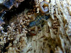 Centruroides guanensis