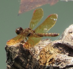 Perithemis tenera