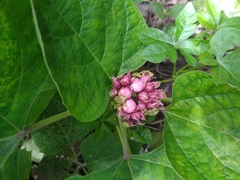 Clerodendrum chinense
