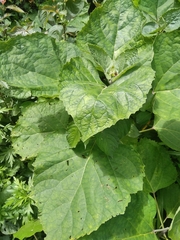 Clerodendrum chinense