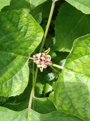 Clerodendrum chinense