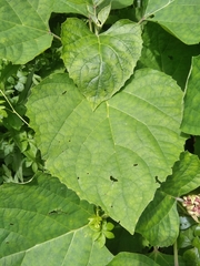 Clerodendrum chinense