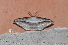 Arcobara tergeminaria