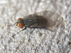 Diptera