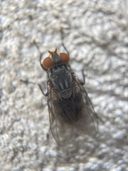 Diptera
