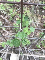 Pavonia lasiopetala