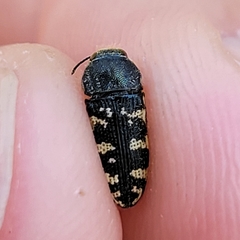 Acmaeodera obtusa