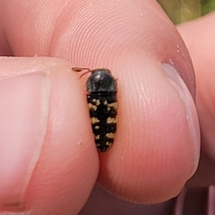 Acmaeodera obtusa