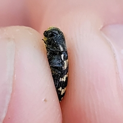 Acmaeodera obtusa