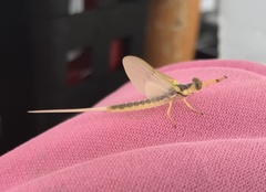 Pentagenia vittigera