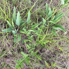 Arnoglossum